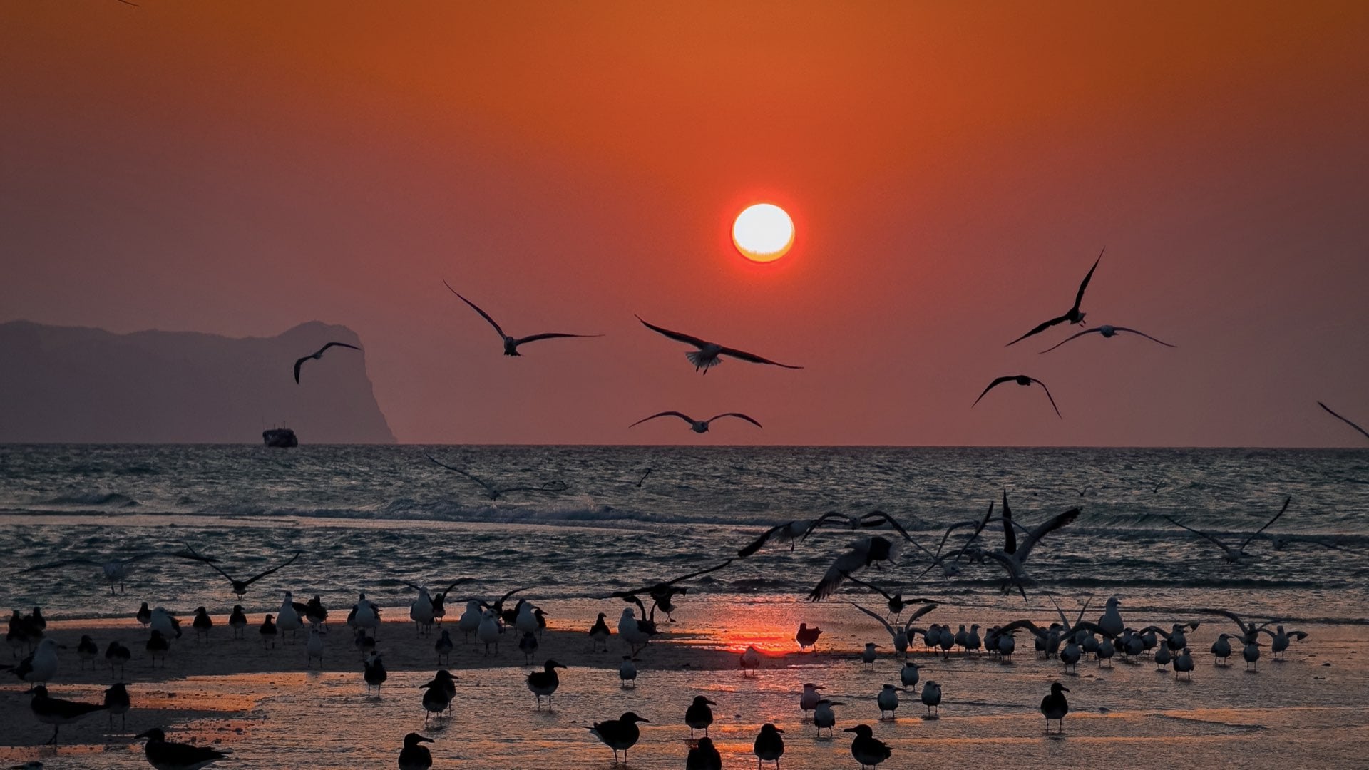 Beautiful sunset over Somali coastline with birds