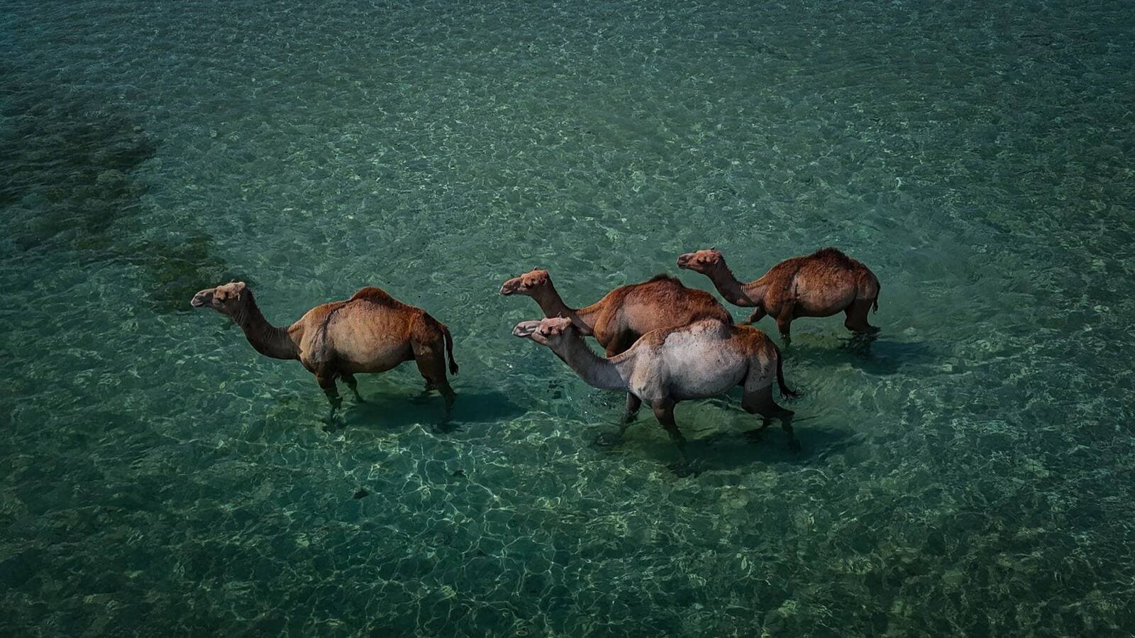 Camels walking in the clear coastal waters of Somalia
